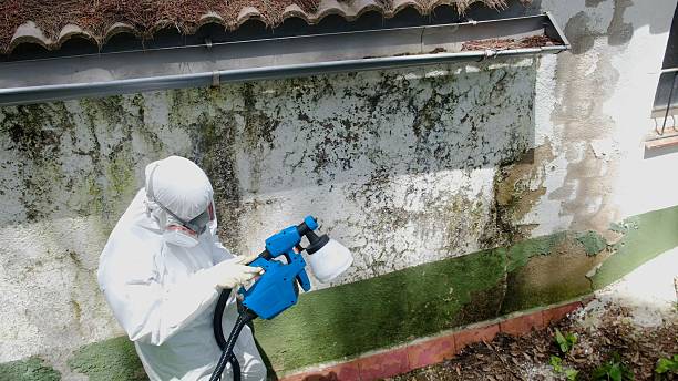 Top rated local Mold Remediation specialists in Knoxville, TN